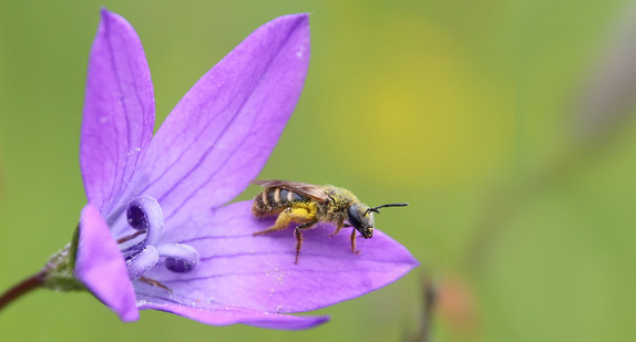 Wildblumen, wie die Glockenblume, bieten Pollen für Wildbienen.